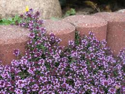 Die laubblätter sind meist umgekehrt eiförmig, breit spatelförmig bis nahezu. Scharlachroter Feld Thymian Coccineus Fur Deinen Garten