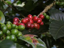 Image result for Coffea salvatrix