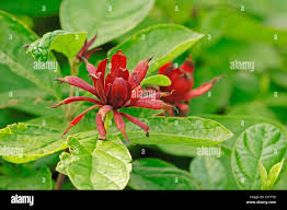 Image result for Crotalaria prolongata