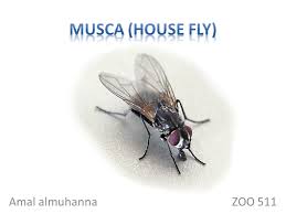 Musca House Fly Amal Almuhanna Zoo Ppt Video Online Download