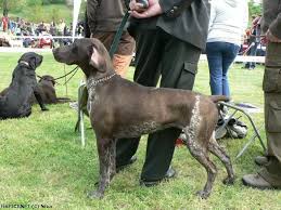 Image result for německý ohař krátkosrstý