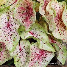 Miss muffet is a unique, chartreuse green, dwarf caladium variety. Caladium Miss Muffet Bulb Buy Online At Www Seedsnpots Com