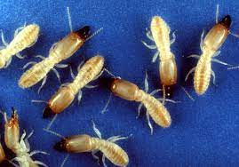 Austin, tx 44 pest control companies near you. Eastern Subterranean Termite Wikipedia