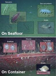 What Happens To Shipping Containers Lost At Sea Deep Sea Animals Sea Animals Shipping Container