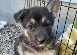 3 breeds that aren't easy in dog rescue. Dog Rescues Say Pandemic Puppy Trend Will Lead To Surrenders Cbc News