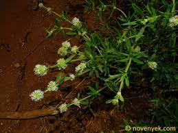 Image result for Spermacoce verticillata