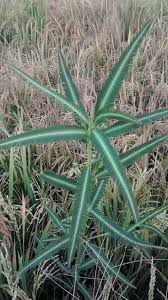 Image result for Aeschynomene afraspera