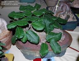 Image result for Cibirhiza