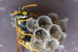 Do Wasps Freeze And Die In Winter? - Insectic
