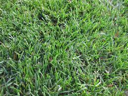 Natural Organic Lawn Care Ohioline