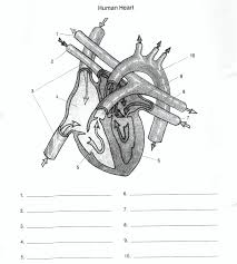 Foot Muscle Blank Diagram Blank Heart Diagram Heart Diagram Human Heart Diagram Kids Worksheets Printables