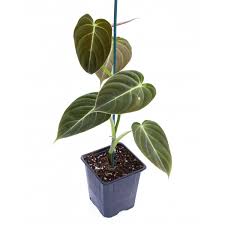 Philodendron micans, melanochrysum and gigas have differences that some may not be too obvious. Black Gold Philodendron Philodendron Melanochrysum For Sale Logee S