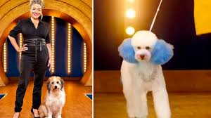 Dog boarding, daycare, grooming and training in king of prussia, pa. Bbc Show Pooch Perfect Slammed By Rspca Over Dog Cruelty Claims U105