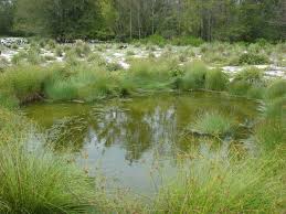 Image result for Cyperus laevigatus