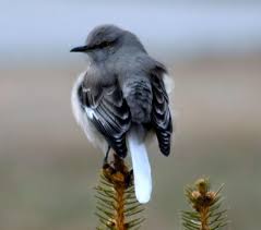 Grey Bird With Blue Black And White Wings Images Of Birds Of Kentucky Google Search Blue Gray Gnatcatcher Small Birds Bird