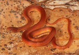 Pinewoods Snake Rhadinaea Flavilata Snake Pine Wood Alachua