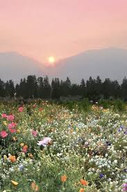 Sunset Moments And Wild Flower Fields In 2020 Landscape Photography Nature Nature Aesthetic Flower Field