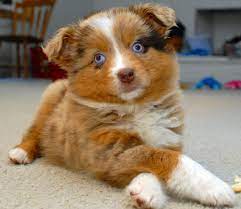 The common variations in this category include merle, red merle, and. Red Merle Australian Shepherd Puppies Picture Dog Breeders Guide