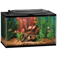 The betta is a fish with lots of vibrant colors so when selecting tank mates to keep with male bettas or female bettas in a community, you'll want to provide fish that are not aggressive and don't have any. Marineland 10 Gallon Biowheel Led Aquarium Kit Fish Starter Kits Petsmart