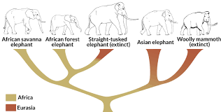A Revised Tree Showing Phylogenetic Relationships Among Living And Extinct Members Of The Elephant Family Color Coded Elephant Family Elephant Asian Elephant
