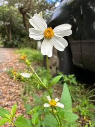 Image result for Bidens biternata