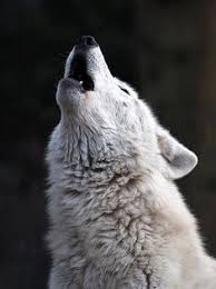 Fiverr's mission is to change how the world works together. 160 Creative Ideas In 2021 Art Painting Wolf Painting Painting Art Projects