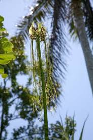 Image result for Maerua aethiopica