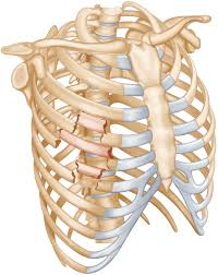 The clavicle and ribs act as landmarks when assessing the adequacy of inspiration taken by the patient. The Pathophysiology Of Flail Chest Injury Thoracic Key