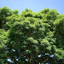 Image result for Caesalpinia ferrea