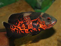 They will dig up plants so any plants that are in the aquarium should be potted with the root surfaces covered with rocks. Freshwater Oscar Fish For Sale Online Shopping