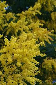 Acacia Garden Trees Flowers Photography Secret Garden