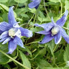 Prefers a sheltered site and can easily tolerate partial shade. Clematis Macropetala