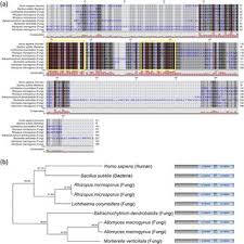 Image result for Momordica corymbifera