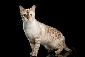Many cat lovers refer to it as a tiger cat. Snow Bengal Cat Breed Info Pictures Temperament Traits Excitedcats