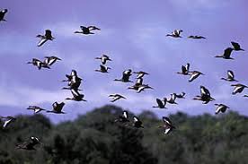 Five Reasons To Care For The Amazon And Five Things You Can Do Wwf