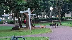 Cerita tentang dua ekor anjing ini sangat dikenal. Penduduk Tampines Berwaspada Ekoran 7 Ekor Kucing Dibunuh Anjing Terbiar Berita Mediacorp