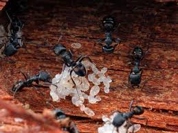 Semut merah dan hitam, serangga semut ophiocordyceps unilateralis semut ratu, semut, pengendalian hama kelompok semut hitam, serangga semut, semut, gambar format file, tawon. Kliknclean Jasa Kebersihan Rumah Dan Kantor Terbaik Di Indonesia Tersedia Di Play Store Untuk Android Dan App Store Untuk Ios Hubungi Kami 0815 8525 8888