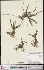 Image result for Ancistrorhynchus tenuicaulis