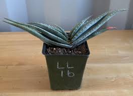 Image result for Aloe suprafoliata