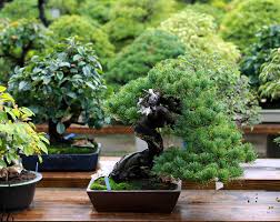 Pinus thunbergii shohin bonsai vörös mázatlan tálba ültetve. Bonsai And Wild Grasses Plant Haniwa