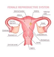 The main external structures of the female reproductive system include: Internal Structure Of Female Reproductive System Vector Images Over 150