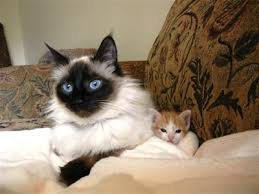 Get directions, reviews and information for meow cat rescue & adoption in kirkland, wa. Toms Moms Program Meow Cat Rescue