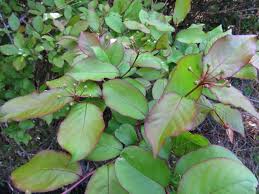 垣間見る植物の一面 他 当尾 とうの からの風の便り