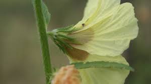 Image result for Hibiscus mastersianus