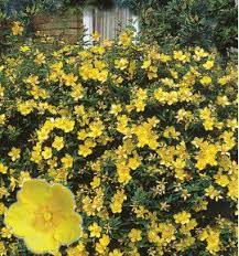 La floraison jaune du forsythia est l'une des plus attendues du printemps ! Millepertuis Arbustif Plante En Ligne