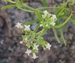 Image result for Amphiasma