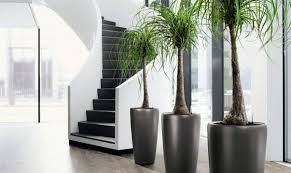 You can read a couple of posts on them here (how to care for them) and here (resurrection of a dead one). 20 Unforgettable Indoor Plant Displays Ideas