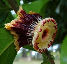 Image result for Napoleonaea