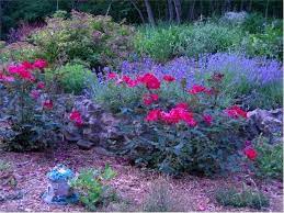 Knockout Roses And Lavender Love This Vibrant Combination Knockout Roses Knockout Rose Tree Lavender Garden