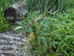 Image result for Cuscuta australis